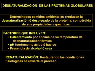 DESNATURALIZACIÓN DE LAS PROTEÍNAS GLOBULARES
Determinados cambios ambientales producen la
desnaturalización ó desplegado de la proteína, con pérdida
de sus propiedades específicas.
FACTORES QUE INFLUYEN:
• Calentamiento por encima de su temperatura de
desnaturalización térmica
• pH fuertemente ácido ó básico
• Presencia de alcohol ó urea
RENATURALIZACIÓN: Restaurando las condiciones
fisiológicas se revierte el proceso
 