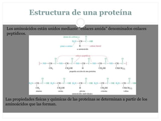 Estructura de una proteína
Los aminoácidos están unidos mediante "enlaces amida" denominados enlaces
peptídicos.
Las propiedades físicas y químicas de las proteínas se determinan a partir de los
aminoácidos que las forman.
 