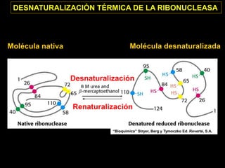 DESNATURALIZACIÓN TÉRMICA DE LA RIBONUCLEASA
“Bioquímica” Stryer, Berg y Tymoczko Ed. Reverté, S.A.
2003
Desnaturalización
Renaturalización
Molécula nativa Molécula desnaturalizada
 