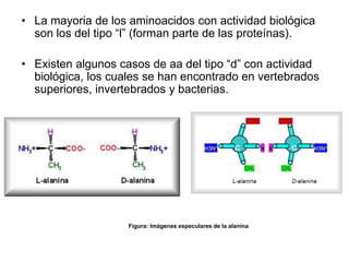 • La mayoria de los aminoacidos con actividad biológica
son los del tipo “l” (forman parte de las proteínas).
• Existen algunos casos de aa del tipo “d” con actividad
biológica, los cuales se han encontrado en vertebrados
superiores, invertebrados y bacterias.
Figura: Imágenes especulares de la alanina
 