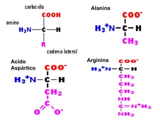 Alanina
Acido
Aspártico
Arginina
 