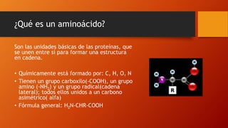 ¿Qué es un aminoácido?
Son las unidades básicas de las proteínas, que
se unen entre sí para formar una estructura
en cadena.
• Químicamente está formado por: C, H, O, N
• Tienen un grupo carboxilo(-COOH), un grupo
amino (-NH2) y un grupo radical(cadena
lateral); todos ellos unidos a un carbono
asimétrico( alfa)
• Fórmula general: H2N-CHR-COOH
 