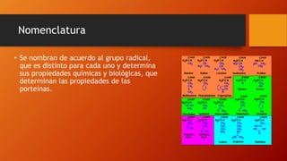 Nomenclatura
• Se nombran de acuerdo al grupo radical,
que es distinto para cada uno y determina
sus propiedades químicas y biológicas, que
determinan las propiedades de las
porteínas.
 