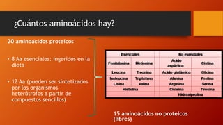 ¿Cuántos aminoácidos hay?
20 aminoácidos proteicos
• 8 Aa esenciales: ingeridos en la
dieta
• 12 Aa (pueden ser sintetizados
por los organismos
heterótrofos a partir de
compuestos sencillos)
15 aminoácidos no proteicos
(libres)
 