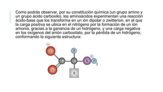 Como podrás observar, por su constitución química (un grupo amino y
un grupo ácido carboxilo), los aminoácidos experimentan una reacción
ácido-base que los transforma en un ión dipolar o zwitterion, en el que
la carga positiva se ubica en el nitrógeno por la formación de un ión
amonio, gracias a la ganancia de un hidrógeno, y una carga negativa
en los oxígenos del anión carboxilato, por la pérdida de un hidrógeno,
conformando la siguiente estructura:
 