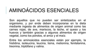 AMINOÁCIDOS ESENCIALES
Son aquellos que no pueden ser sintetizados en el
organismo, y por ende deben incorporarse en la dieta
mediante ingesta de alimentos de origen animal como las
carnes rojas, de ave, mariscos, la leche, el queso y los
huevos y también gracias a algunos alimentos de origen
vegetal, como los porotos, el arroz y el maíz.
Entre los aminoácidos esenciales están por ejemplo, la
histidina, isoleucina, leucina, lisina, metionina, fenilalanina,
treonina, triptófano y valina.
 