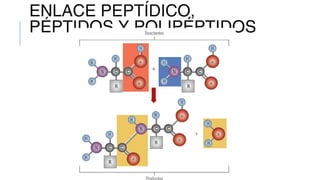 ENLACE PEPTÍDICO,
PÉPTIDOS Y POLIPÉPTIDOS
 