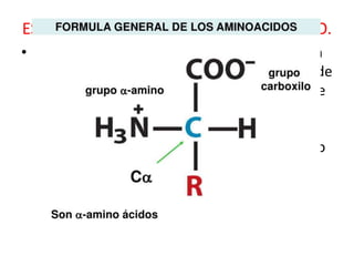 ESTRUCTURA BÁSICA DE UN AMINOÁCIDO.
• Los aminoácidos se caracterizan por tener un
grupo carboxilo, un grupo amino, un áto...