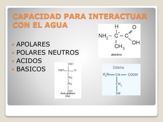 POLARES NEUTROS: aquellos aminoácidos que presentan en su R
grupos que puedan formar puentes de hidrógeno con el agua, por...