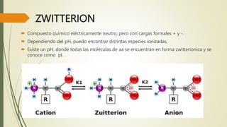 ZWITTERION
 Compuesto químico eléctricamente neutro, pero con cargas formales + y -.
 Dependiendo del pH, puedo encontrar distintas especies ionizadas.
 Existe un pH, donde todas las moléculas de aa se encuentran en forma zwitterionica y se
conoce como pI.
 