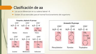 Clasificación de aa
 Los aa se diferencian en su cadena lateral –R.
 Existen 20 aa esenciales para el normal funcionamiento del organismo
 