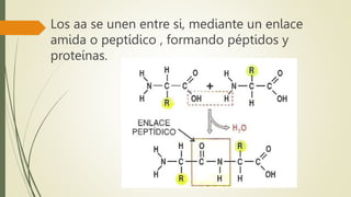 Los aa se unen entre si, mediante un enlace
amida o peptídico , formando péptidos y
proteínas.
 