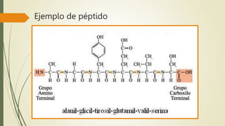 Ejemplo de péptido
 