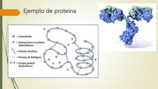 Ejemplo de proteína
 