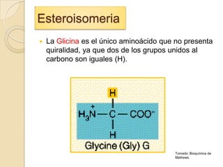 Esteroisomeria
Esteroisomeria
   La Glicina es el único aminoácido que no presenta
    quiralidad, ya que dos de los grupos unidos al
    carbono son iguales (H).




                                         Tomado: Bioquímica de
                                         Mathews.
 