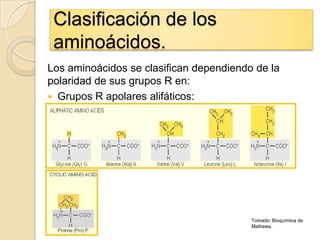 Clasificación de los
 aminoácidos.
Los aminoácidos se clasifican dependiendo de la
polaridad de sus grupos R en:
 Grupos R apolares alifáticos:




                                         Tomado: Bioquímica de
                                         Mathews.
 