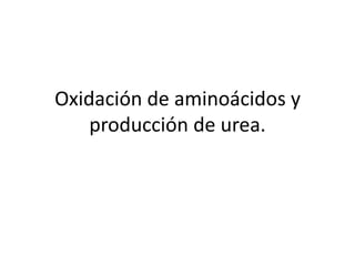 Oxidación de aminoácidos y
    producción de urea.
 