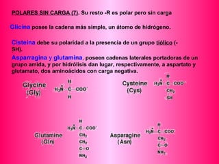 POLARES SIN CARGA (7). Su resto -R es polar pero sin carga 
Glicina posee la cadena más simple, un átomo de hidrógeno. 
Cisteína debe su polaridad a la presencia de un grupo tiólico (- 
SH). 
. 
Asparragina y glutamina, poseen cadenas laterales portadoras de un 
grupo amida, y por hidrólisis dan lugar, respectivamente, a aspartato y 
glutamato, dos aminoácidos con carga negativa. 
 