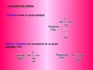 …POLARES SIN CARGA 
Tirosina posee un grupo fenólico 
Serina y treonina son portadores de un grupo 
hidroxilo (-OH). 
 