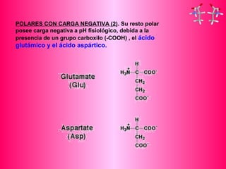 POLARES CON CARGA NEGATIVA (2). Su resto polar 
posee carga negativa a pH fisiológico, debida a la 
presencia de un grupo carboxilo (-COOH) , el ácido 
glutámico y el ácido aspártico. 
 