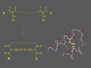 H O H O 
N 
HC 
C N 
N HC 
C 
C 
CH2 
SH 
CH2 
SH 
C 
C 
N 
CH2 S S CH2 C 
N 
C 
H 
O 
O 
H 
N C 
 