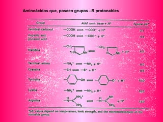 Aminoácidos que, poseen grupos –R protonables 
 