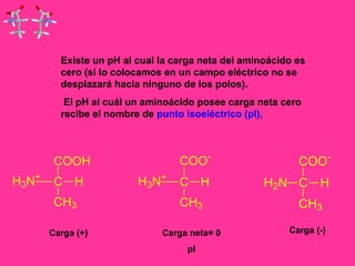 Existe un pH al cual la carga neta del aminoácido es 
cero (si lo colocamos en un campo eléctrico no se 
desplazará hacia ninguno de los polos). 
El pH al cuál un aminoácido posee carga neta cero 
recibe el nombre de punto isoeléctrico (pI), 
COOH 
C H 
CH3 
H3N+ 
COO-C 
H 
CH3 
H3N+ 
COO-C 
H 
CH3 
H2N 
Carga (+) Carga neta= 0 
pI 
Carga (-) 
 