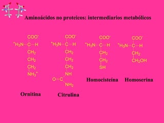 Aminoácidos no proteicos: intermediarios metabólicos 
COO- 
+H3N C 
H 
CH2 
CH2 
CH2 
NH3 
+ 
COO- 
+H3N C 
H 
CH2 
CH2 
CH2 
NH 
O C 
NH2 
COO- 
+H3N C 
H 
CH2 
CH2 
SH 
COO- 
+H3N C 
H 
CH2 
CH2OH 
Ornitina Citrulina 
Homocisteína Homoserina 
 