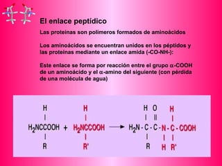 El enlace peptídico 
Las proteínas son polímeros formados de aminoácidos 
Los aminoácidos se encuentran unidos en los péptidos y 
las proteínas mediante un enlace amida (-CO-NH-): 
Este enlace se forma por reacción entre el grupo a-COOH 
de un aminoácido y el a-amino del siguiente (con pérdida 
de una molécula de agua) 
 