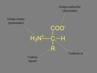 COO-C 
H3N+ H 
R 
Grupo carboxilo 
(disociado) 
Grupo amino 
(protonado) 
Cadena 
lateral 
Carbono a 
 