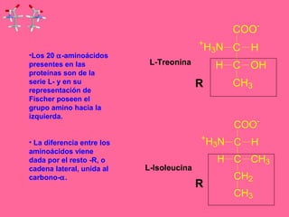 •Los 20 a-aminoácidos 
presentes en las 
proteínas son de la 
serie L- y en su 
representación de 
Fischer poseen el 
grupo amino hacia la 
izquierda. 
• La diferencia entre los 
aminoácidos viene 
dada por el resto -R, o 
cadena lateral, unida al 
carbono-a. 
COO- 
+H3N C H 
H C OH 
CH3 
COO-+ 
H3N C H 
H C CH3 
CH2 
CH3 
L-Treonina 
L-Isoleucina 
R 
R 
 