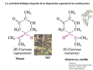 La actividad biológica depende de la disposición espacial de los sustituyentes




         Menta                                        Alcaravea, eneldo
                                                          Tomada de
                                                          Lehninger Principles of Biochemistry
                                                          Nelson D.L. And Cox M.M..
                                                          3rd Ed. Worth Publishers
 