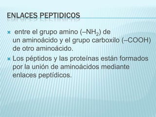 ENLACES PEPTIDICOS
entre el grupo amino (–NH2) de
un aminoácido y el grupo carboxilo (–COOH)
de otro aminoácido.
 Los péptidos y las proteínas están formados
por la unión de aminoácidos mediante
enlaces peptídicos.


 