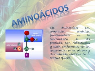 Los aminoácidos son
compuestos orgánicos
fundamentales en la
conformación de las
proteínas. Son hidrosolubles
y están conformados por un
grupo amino en un extremo y
otro llamado carboxilo en el
extremo opuesto.
 