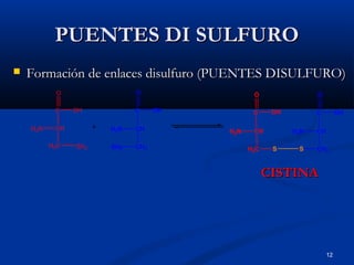 12
PUENTES DI SULFUROPUENTES DI SULFURO
 Formación de enlaces disulfuro (PUENTES DISULFURO)Formación de enlaces disulfuro (PUENTES DISULFURO)
CISTINACISTINA
H2N CH
C
H2C
OH
O
SH2
H2N CH
C
CH2
OH
O
SH2
+
H2N CH
C
CH2
OH
O
S
H2N CH
C
H2C
OH
O
S
 