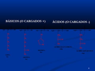 6
H2N CH C
CH2
OH
O
CH2
CH2
CH2
NH2
H2N CH C
CH2
OH
O
CH2
CH2
NH
C
NH2
NH
H2N CH C
CH2
OH
O
N
NH
LISINA
Lis ARGININA
Arg
HISTIDINA
Hys
H2N CH C
CH2
OH
O
C
OH
O
H2N CH C
CH2
OH
O
CH2
C
OH
O
ACIDO GLUTÁMICO
Glu
ÁCIDO ASPÁRTICO
Asp
BÁSICOS (O CARGADOS +) ÁCIDOS (O CARGADOS -)
 