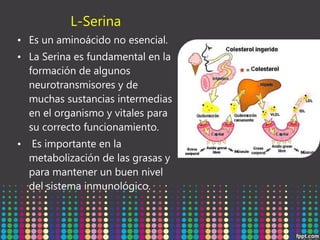 L-Serina
• Es un aminoácido no esencial.
• La Serina es fundamental en la
formación de algunos
neurotransmisores y de
muchas sustancias intermedias
en el organismo y vitales para
su correcto funcionamiento.
• Es importante en la
metabolización de las grasas y
para mantener un buen nivel
del sistema inmunológico.

 