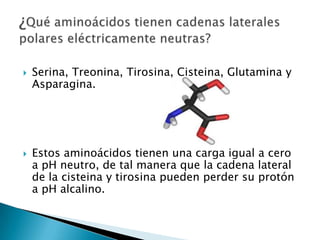    Serina, Treonina, Tirosina, Cisteina, Glutamina y
    Asparagina.




   Estos aminoácidos tienen una carga igual a cero
    a pH neutro, de tal manera que la cadena lateral
    de la cisteina y tirosina pueden perder su protón
    a pH alcalino.
 