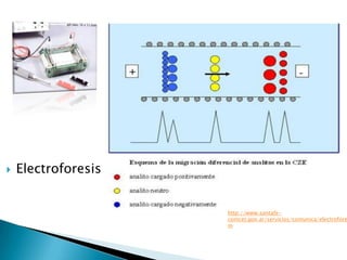   Electroforesis


                     http://www.santafe-
                     conicet.gov.ar/servicios/comunica/electrofore
                     m
 