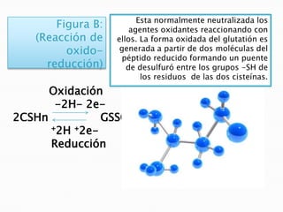 Esta normalmente neutralizada los
       Figura B:       agentes oxidantes reaccionando con
   (Reacción de    ellos. La forma oxidada del glutatión es
         oxido-     generada a partir de dos moléculas del
                    péptido reducido formando un puente
     reducción)       de desulfuró entre los grupos -SH de
                          los residuos de las dos cisteínas.
      Oxidación
       -2H- 2e-
2CSHn          GSSG
      ⁺2H ⁺2e-
      Reducción
 