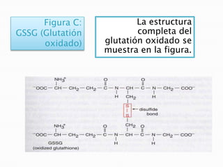 Figura C:           La estructura
GSSG (Glutatión           completa del
      oxidado)    glutatión oxidado se
                  muestra en la figura.
 