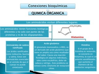 Conexiones bioquímicas

                                QUIMICA ORGANICA

                          Los aminoácidos visitan diferentes lugares

Los aminoácidos tienen funciones biológicas
   diferentes y no solo son partes de las
     proteínas y ni de los oligopeptidos.


                                           Acido glutámico
     Aminoácidos de cadena                                                     Histidina
          ramificada             El glutamato monosodico, o MSG, es
                                                                            Si el grupo de la
                                 un derivado del acido glutámico que
      Los ácidos ramificados                                             histidina es removido,
                                 tiene un amplio uso como resaltador
     como isoleucina, leucina                                                se convierte en
                                     del sabor. Causa una reacción
        y valina. Estos son                                             histamina, la cual es un
                                   fisiológica en algunos individuos,
      aminoácidos esenciales                                             potente vasodilatador,
                                    tales como escalofríos, dolor de
      en el sentido de que el                                                que aumenta el
                                  cabeza y vértigo.. Este problema se
         cuerpo no puede                                                    diámetro de los
                                 conoce como Síndrome de restaurant
            sintetizarlo                                                conductos sanguíneos .
                                                  chino.
 