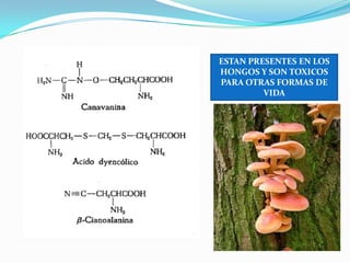 ESTAN PRESENTES EN LOS
HONGOS Y SON TOXICOS
PARA OTRAS FORMAS DE
VIDA
 