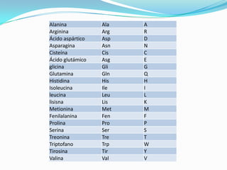Alanina Ala A
Arginina Arg R
Ácido aspártico Asp D
Asparagina Asn N
Cisteína Cis C
Ácido glutámico Asg E
glicina Gli G
Glutamina Gln Q
Histidina His H
Isoleucina Ile I
leucina Leu L
lisisna Lis K
Metionina Met M
Fenilalanina Fen F
Prolina Pro P
Serina Ser S
Treonina Tre T
Triptofano Trp W
Tirosina Tir Y
Valina Val V
 