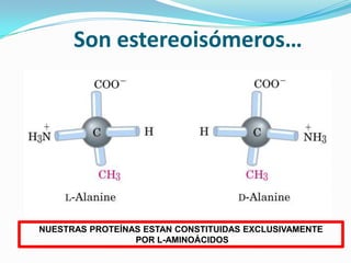 Son estereoisómeros…
NUESTRAS PROTEÍNAS ESTAN CONSTITUIDAS EXCLUSIVAMENTE
POR L-AMINOÁCIDOS
 