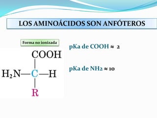 pKa de COOH  2
pKa de NH2  10
Forma no ionizada
LOS AMINOÁCIDOS SON ANFÓTEROS
 