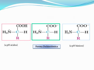 (a pH básicos)(a pH ácidos)
Forma Zwitteriónica
 