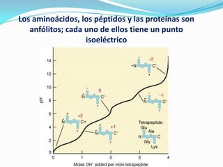Los aminoácidos, los péptidos y las proteínas son
anfólitos; cada uno de ellos tiene un punto
isoeléctrico
 