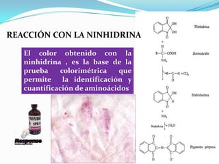 REACCIÓN CON LA NINHIDRINA
El color obtenido con la
ninhidrina , es la base de la
prueba colorimétrica que
permite la identificación y
cuantificación de aminoácidos
 