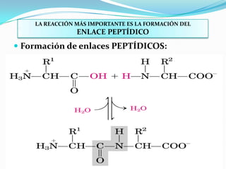  Formación de enlaces PEPTÍDICOS:
38
LA REACCIÓN MÁS IMPORTANTE ES LA FORMACIÓN DEL
ENLACE PEPTÍDICO
 